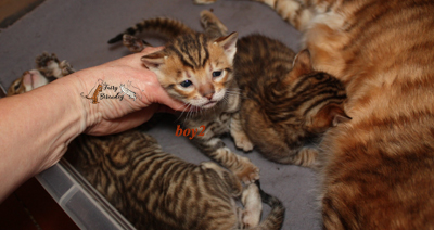 №2 котик, 3 недели