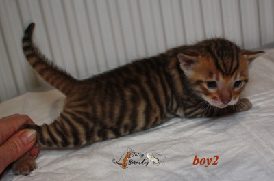 №2 котик, 3 недели